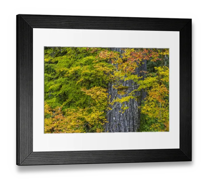 Framed Print : USA, Washington State, Olympic National Park. Vine maple trees in old growth forest in autumn Framed Print : USA, Washington State, Olympic National Park. Vine maple trees in old growth forest in autumn