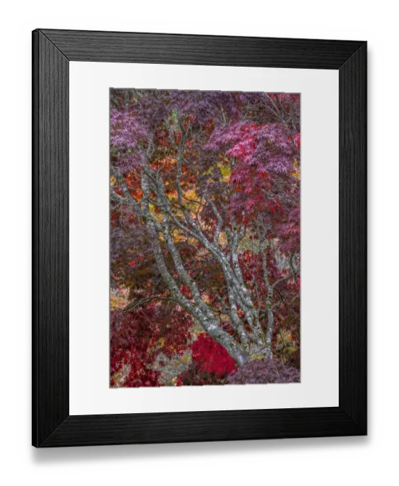 Framed Print : USA, Washington State, Seabeck. Japanese maple tree in autumn Framed Print : USA, Washington State, Seabeck. Japanese maple tree in autumn