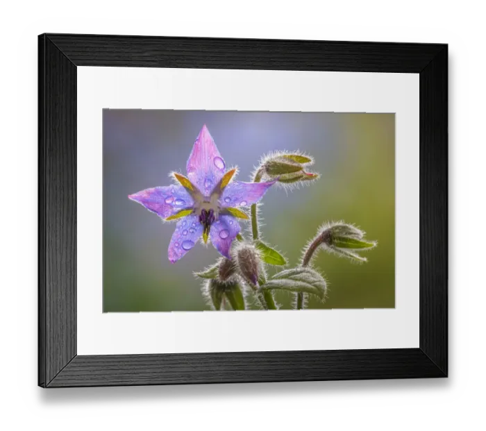 Framed Print : USA, Washington State, Seabeck. Raindrops on borage flower