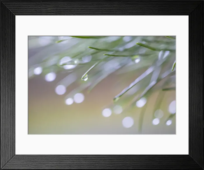 Framed Print : USA, Washington State, Seabeck. Raindrops on pine needles Framed Print : USA, Washington State, Seabeck. Raindrops on pine needles