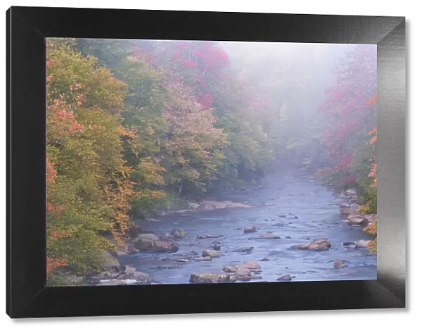 USA, West Virginia, Davis. Foggy stream in Blackwater State Park