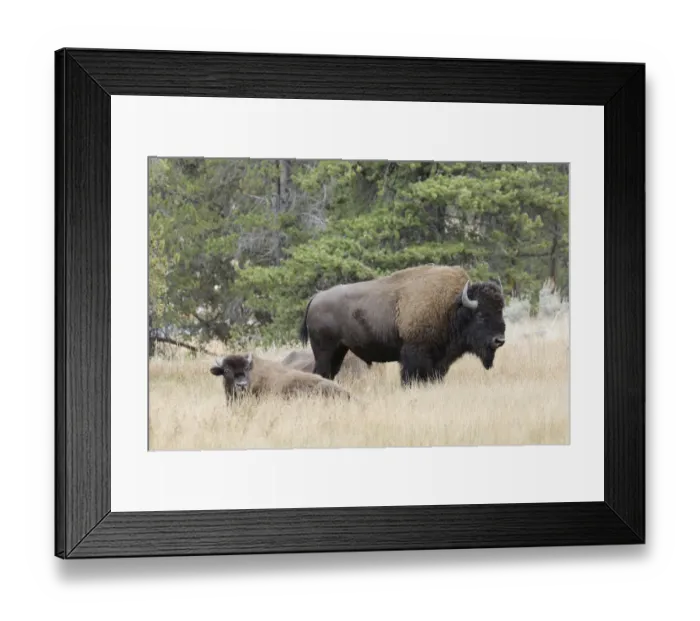 Framed Print : American Bison in autumn, Yellowstone National Park, Nez Perce River, Wyoming