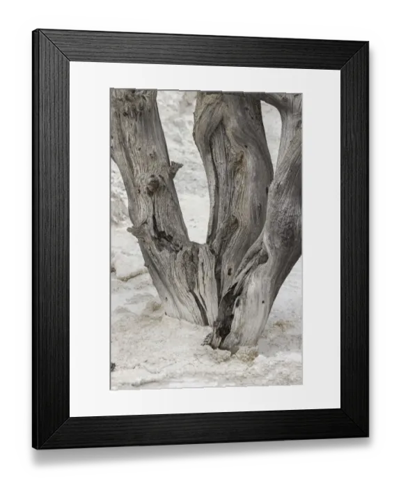 Framed Print : Dead tree, Canary Spring, Mammoth Hot Springs, Yellowstone National Park, Wyoming