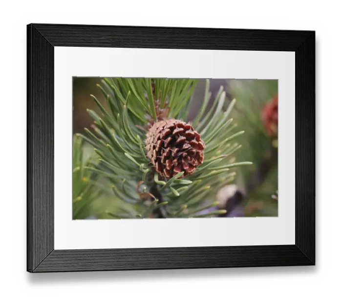 Framed Print : Lodgepole pine and pine cone, Yellowstone National Park, Wyoming Framed Print : Lodgepole pine and pine cone, Yellowstone National Park, Wyoming