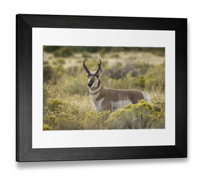Framed Print : Adult male pronghorn, Yellowstone National Park, Wyoming