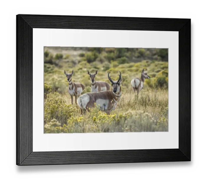 Framed Print : Adult male pronghorn with females, Yellowstone National Park, Wyoming Framed Print : Adult male pronghorn with females, Yellowstone National Park, Wyoming