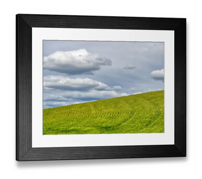Framed Print : USA, Washington State, Palouse. Field of spring wheat with seed lines