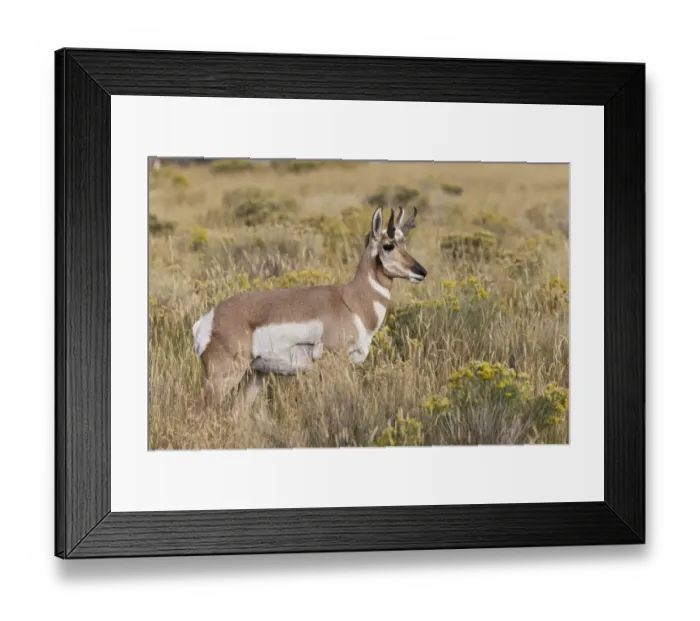 Framed Print : Adult male pronghorn, Yellowstone National Park, Wyoming Framed Print : Adult male pronghorn, Yellowstone National Park, Wyoming