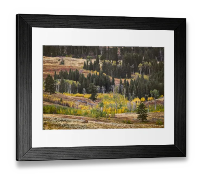 Framed Print : Rolling hills and aspen trees in colorful autumn display, Lamar Valley, Yellowstone National Park, Wyoming