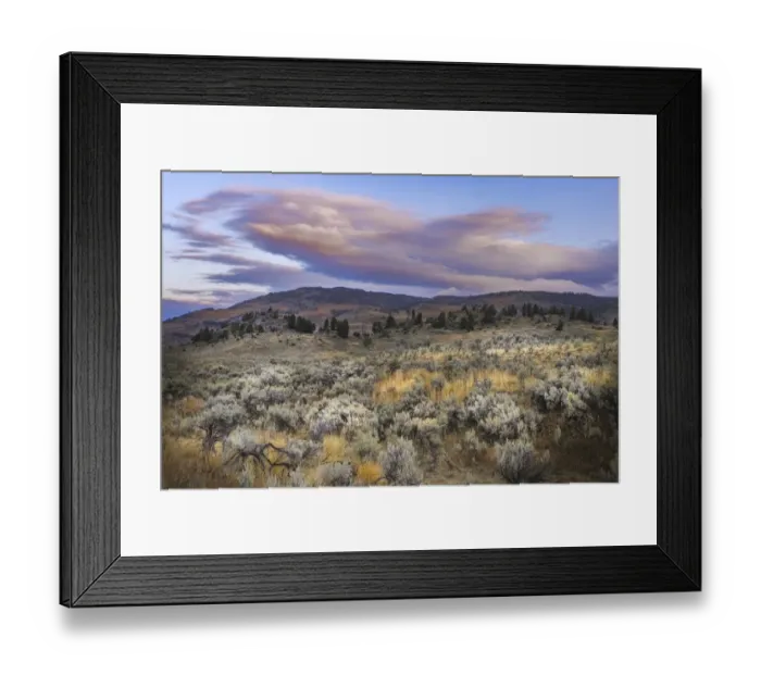Framed Print : Mountain big sagebrush at sunrise, Lamar Valley, Yellowstone National Park, Wyoming Framed Print : Mountain big sagebrush at sunrise, Lamar Valley, Yellowstone National Park, Wyoming