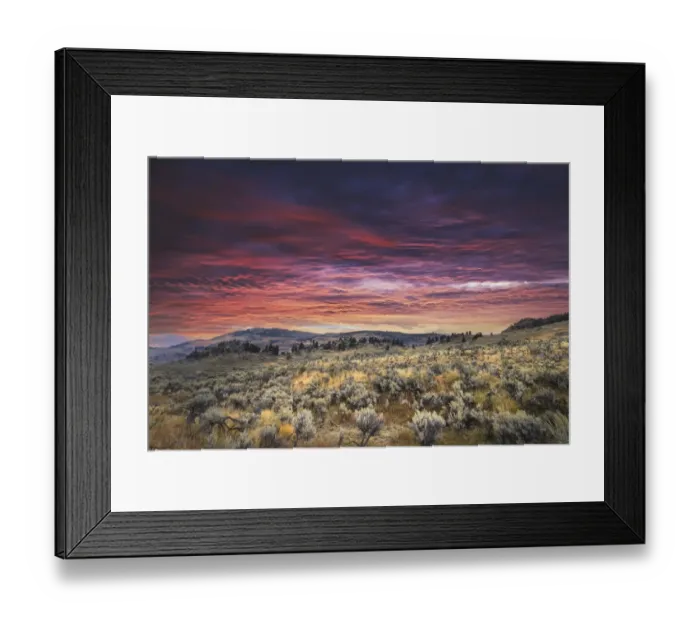 Framed Print : Mountain big sagebrush at sunrise, Lamar Valley, Yellowstone National Park, Wyoming Framed Print : Mountain big sagebrush at sunrise, Lamar Valley, Yellowstone National Park, Wyoming