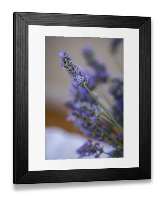 Framed Print : Bremerton, Washington State, USA. Lavender sprig Framed Print : Bremerton, Washington State, USA. Lavender sprig