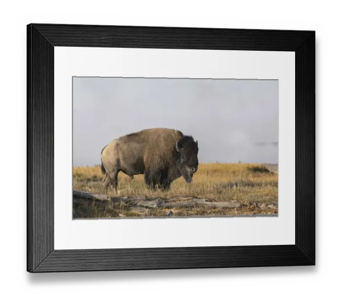 Framed Print : American Bison. Yellowstone National Park, Wyoming Framed Print : American Bison. Yellowstone National Park, Wyoming
