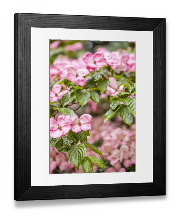 Framed Print : Silverdale, Washington State, USA. Flowering pink dogwood tree