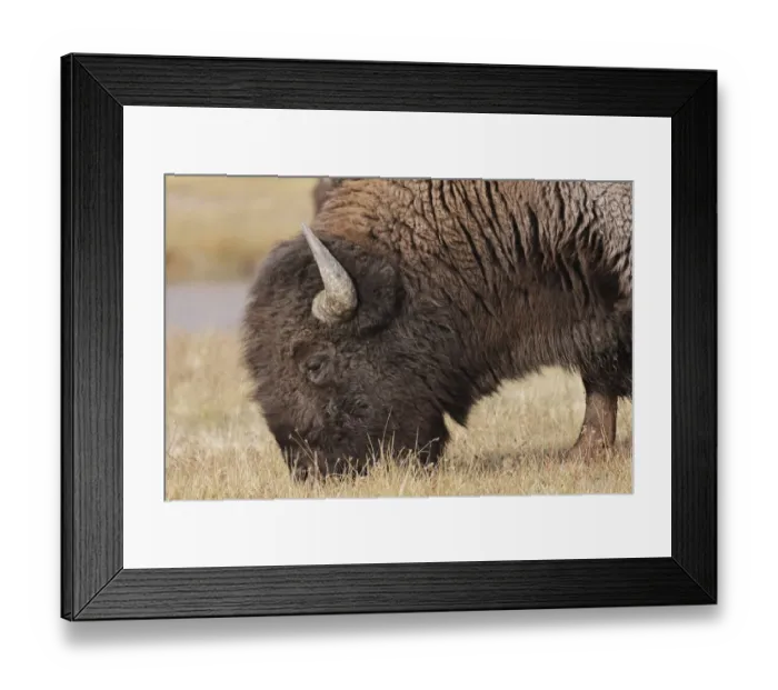 Framed Print : American Bison. Yellowstone National Park, Wyoming