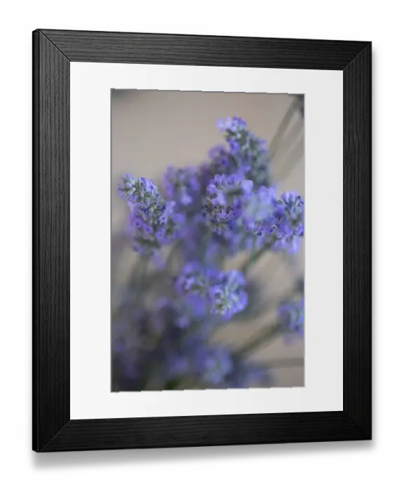 Framed Print : Bremerton, Washington State, USA. Lavender sprig Framed Print : Bremerton, Washington State, USA. Lavender sprig