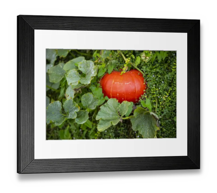 Framed Print : Bremerton, Washington State, USA. Pumpkins Framed Print : Bremerton, Washington State, USA. Pumpkins