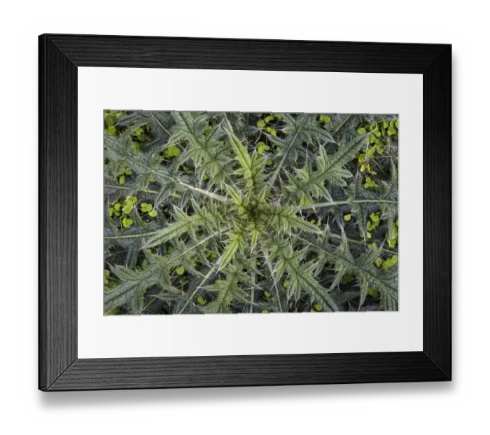 Framed Print : USA, Washington State, Seabeck. Close-up of thistle plant Framed Print : USA, Washington State, Seabeck. Close-up of thistle plant