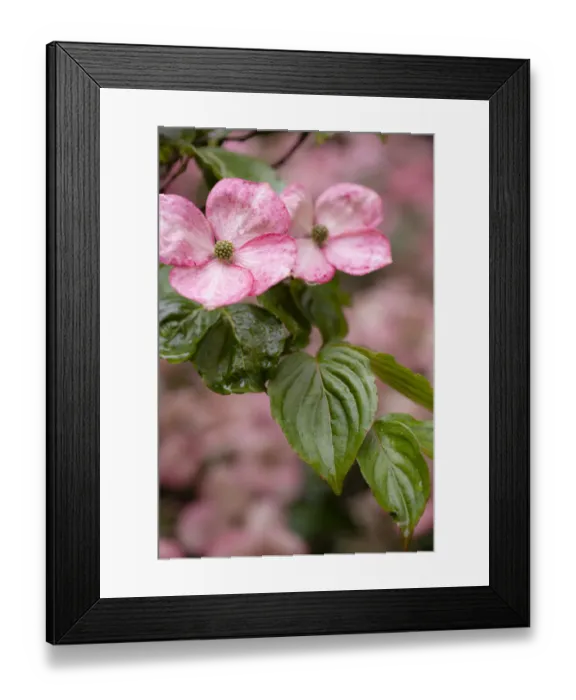 Framed Print : Silverdale, Washington State, USA. Flowering pink dogwood tree Framed Print : Silverdale, Washington State, USA. Flowering pink dogwood tree