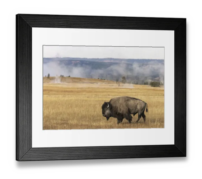 Framed Print : American Bison. Yellowstone National Park, Wyoming Framed Print : American Bison. Yellowstone National Park, Wyoming