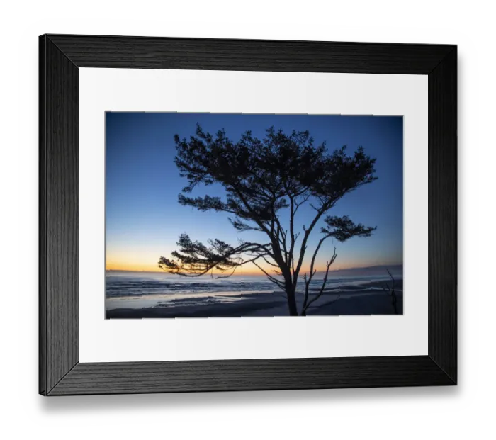 Framed Print : Kalaloch Beach, Olympic Peninsula, wind blown tree Framed Print : Kalaloch Beach, Olympic Peninsula, wind blown tree