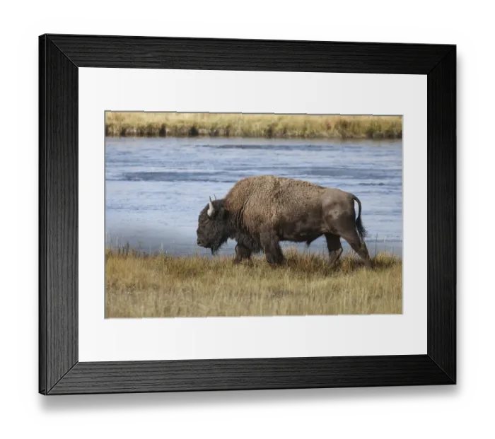 Framed Print : American Bison. Yellowstone National Park, Wyoming Framed Print : American Bison. Yellowstone National Park, Wyoming