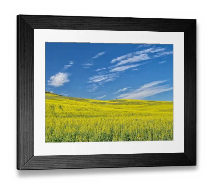 Framed Print : USA, Washington State, Palouse. Field of canola in full bloom Framed Print : USA, Washington State, Palouse. Field of canola in full bloom