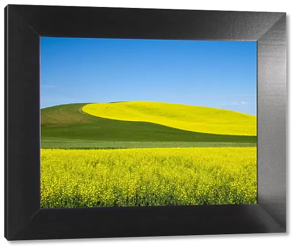 USA, Washington State, Palouse. Field of canola and wheat in full bloom