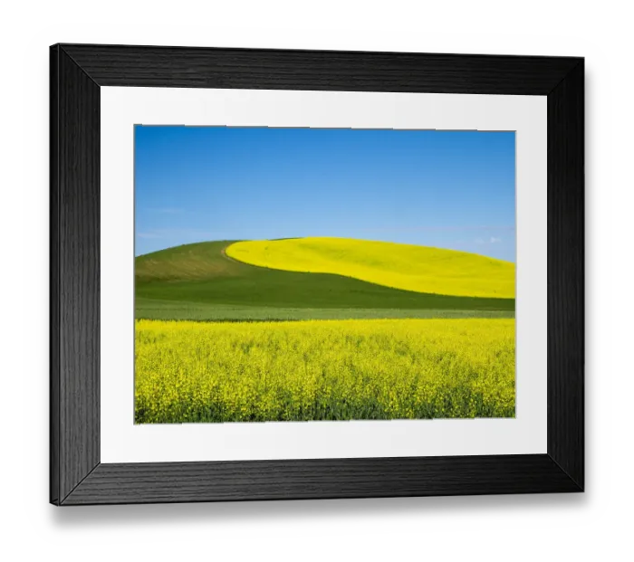 Framed Print : USA, Washington State, Palouse. Field of canola and wheat in full bloom Framed Print : USA, Washington State, Palouse. Field of canola and wheat in full bloom