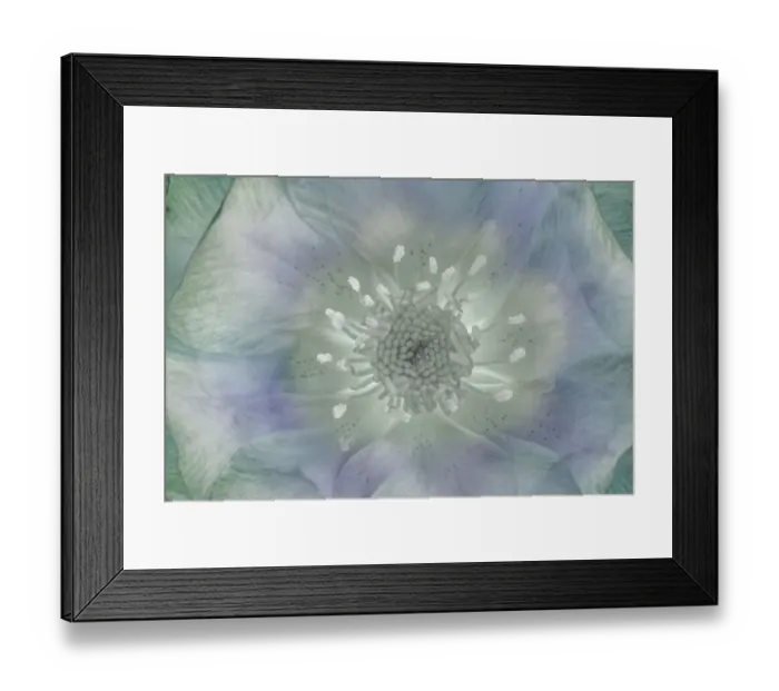 Framed Print : USA, Washington State, Seabeck. Hellebore blossom composite close-up Framed Print : USA, Washington State, Seabeck. Hellebore blossom composite close-up