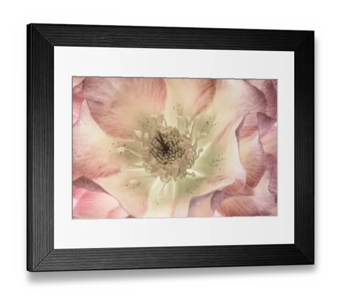 Framed Print : USA, Washington State, Seabeck. Hellebore blossom close-up Framed Print : USA, Washington State, Seabeck. Hellebore blossom close-up