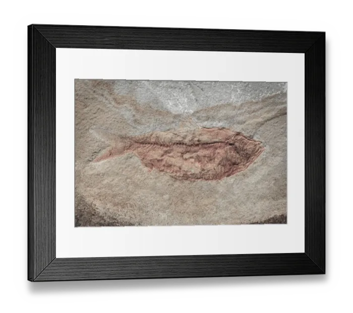 Framed Print : USA, Washington State, Seabeck. Close-up of fish fossil