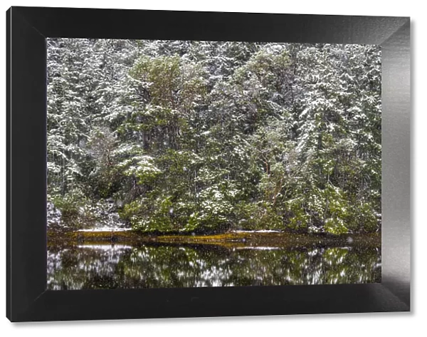 USA, Washington State, Seabeck, Misery Point Preserve. Panoramic of forest reflections in lagoon