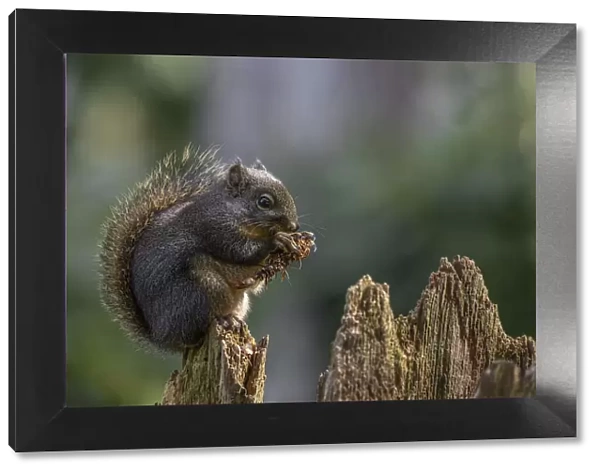 USA, Washington State, Bainbridge Island. Douglas squirrel eating a fir cone
