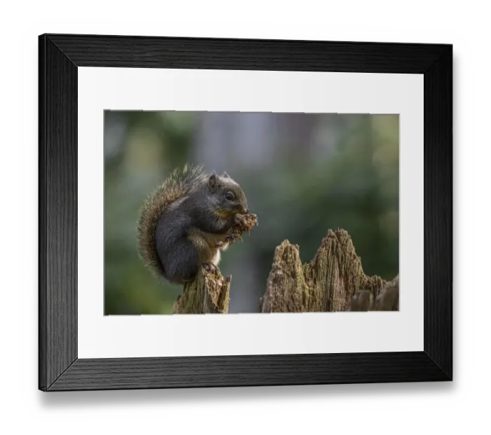 Framed Print : USA, Washington State, Bainbridge Island. Douglas squirrel eating a fir cone Framed Print : USA, Washington State, Bainbridge Island. Douglas squirrel eating a fir cone
