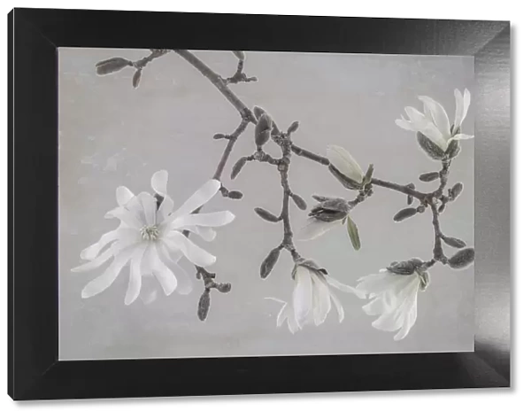 USA, Washington State, Seabeck. Close-up of white magnolia blossoms