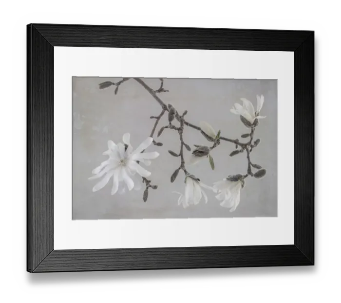 Framed Print : USA, Washington State, Seabeck. Close-up of white magnolia blossoms
