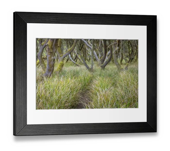 Framed Print : USA, Washington State, Twin Harbors State Park. Shore pine trees and European beachgrass Framed Print : USA, Washington State, Twin Harbors State Park. Shore pine trees and European beachgrass