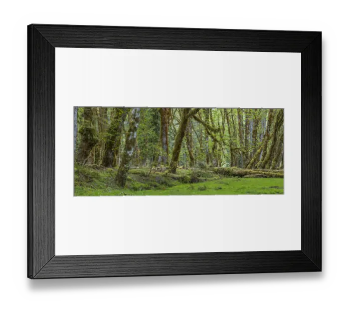 Framed Print : USA, Washington State, Olympic National Park. Panoramic of mossy forest trees in spring Framed Print : USA, Washington State, Olympic National Park. Panoramic of mossy forest trees in spring