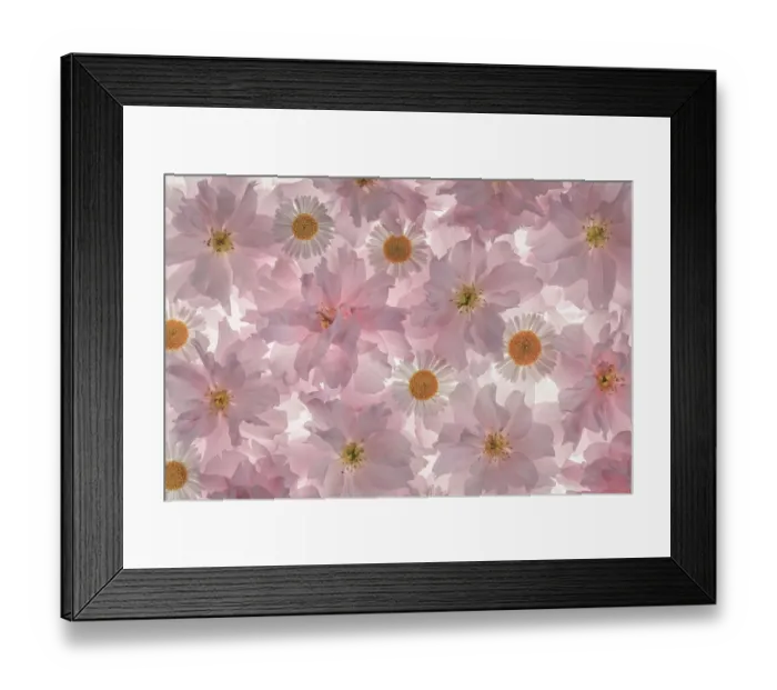 Framed Print : USA, Washington State, Seabeck. Flowering pink cherry blossom and Santa Barbara daisy patterns