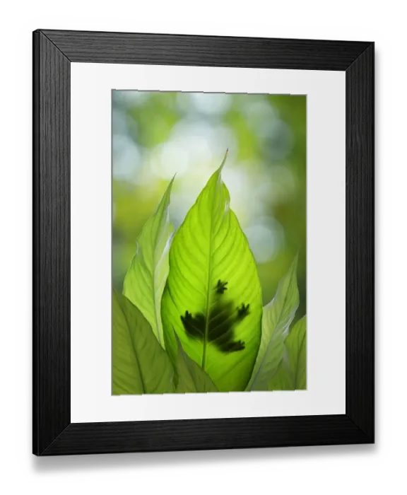 Framed Print : USA, Washington State, Seabeck. Composite of frog on leaf Framed Print : USA, Washington State, Seabeck. Composite of frog on leaf