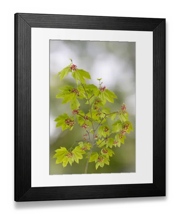 Framed Print : USA, Washington State, Seabeck. Vine maple branch in spring Framed Print : USA, Washington State, Seabeck. Vine maple branch in spring