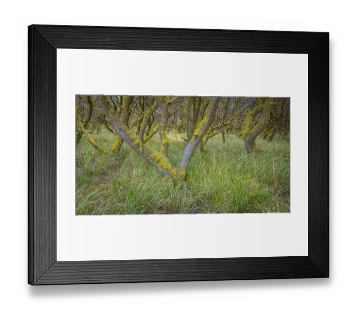 Framed Print : USA, Washington State, Twin Harbors State Park. Shore pine trees and European beachgrass Framed Print : USA, Washington State, Twin Harbors State Park. Shore pine trees and European beachgrass