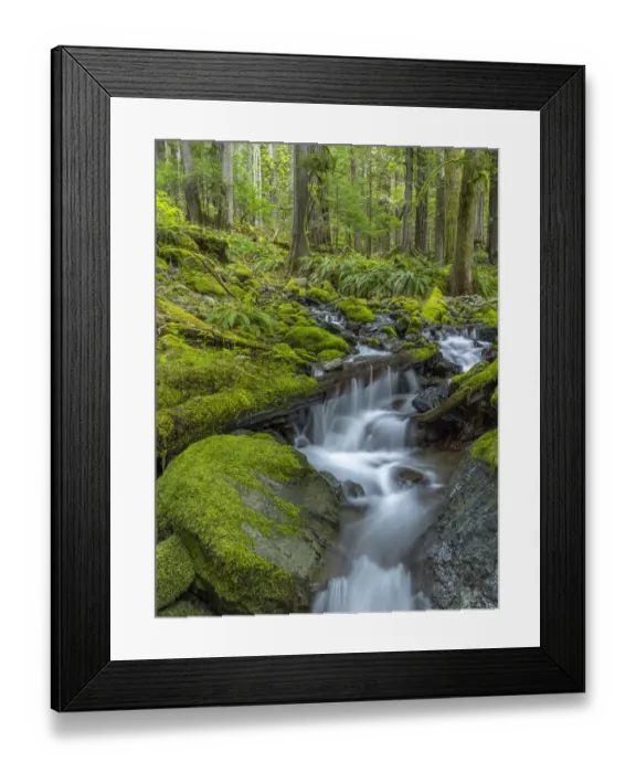 Framed Print : USA, Washington State, Olympic National Park. Stream waterfalls in mossy forest Framed Print : USA, Washington State, Olympic National Park. Stream waterfalls in mossy forest