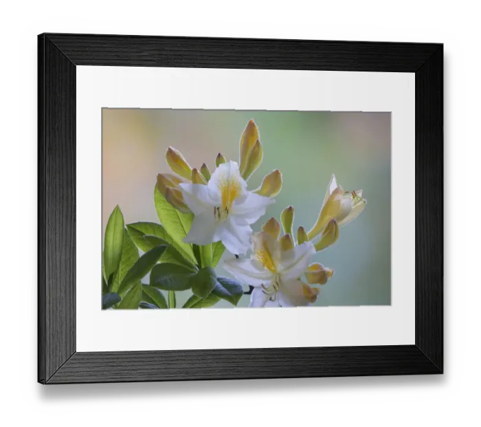 Framed Print : USA, Washington State, Seabeck. White and yellow azalea flowers Framed Print : USA, Washington State, Seabeck. White and yellow azalea flowers