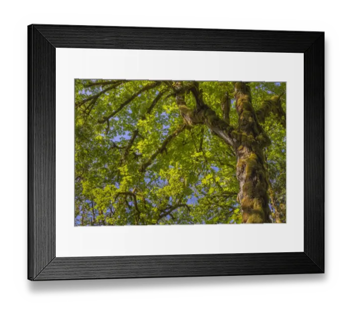 Framed Print : USA, Washington State, Guillemot Cove Nature Reserve. Mossy bigleaf maple tree and foliage Framed Print : USA, Washington State, Guillemot Cove Nature Reserve. Mossy bigleaf maple tree and foliage