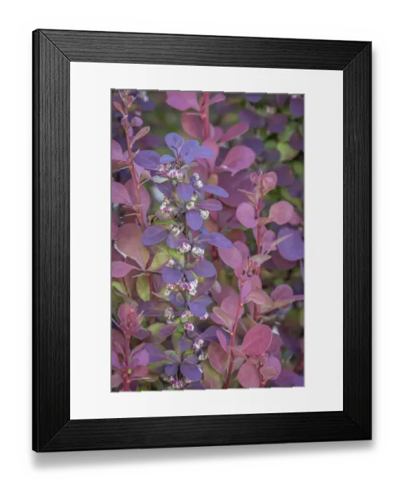 Framed Print : USA, Washington State, Seabeck. Barberry bush leaves and flowers Framed Print : USA, Washington State, Seabeck. Barberry bush leaves and flowers