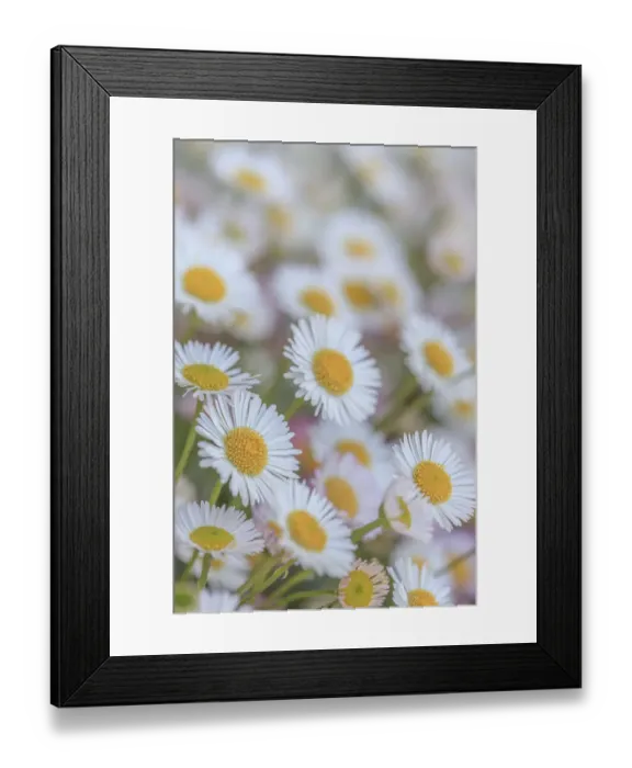 Framed Print : USA, Washington State, Seabeck. Close-up of Santa Barbara daisies