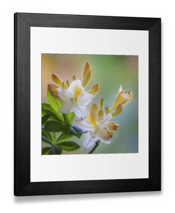 Framed Print : USA, Washington State, Seabeck. White and yellow azalea flowers Framed Print : USA, Washington State, Seabeck. White and yellow azalea flowers