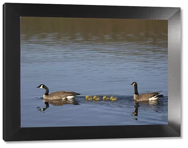 USA, Wyoming, Yellowstone National Park. Canada goose male and female swimming with four goslings